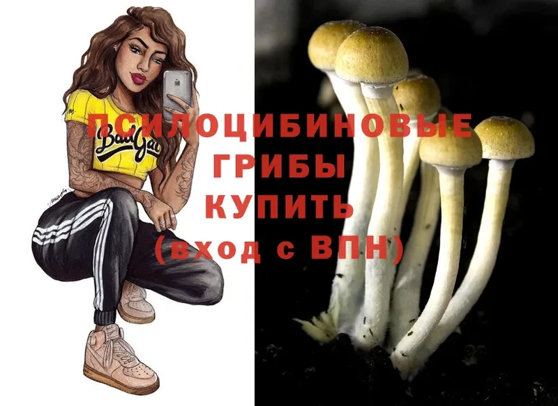 Псилоцибиновые грибы Cubensis  Гаджиево 